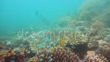 五颜六色的珊瑚和热带鱼。 珊瑚礁景观背景在<strong>深蓝</strong>色<strong>海洋</strong>中与鱼类和<strong>海洋</strong>生物。